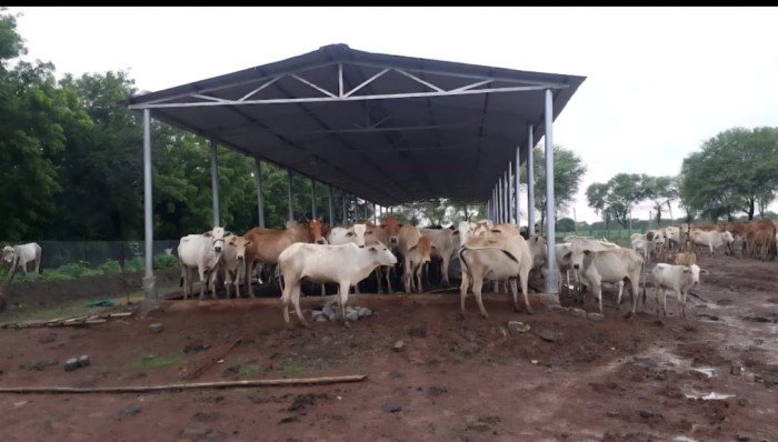 गौधाम योजना से पशुधन संरक्षण, नस्ल सुधार और रोजगार में आएगा नया आयाम – मुख्यमंत्री विष्णु देव साय