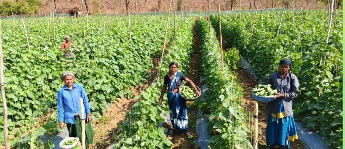 खीरा की खेती ने बदली सुभद्रा की जिंदगी.. बिहान योजना से बनी लखपति दीदी