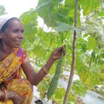 बस्तर के खेतों में बही समृद्धि की बयार