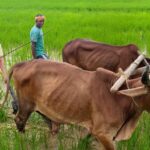 गृहग्राम बगिया में सुबह-सुबह खेत पहुंचे मुख्यमंत्री, बैलों के साथ हल चलाकर की बियासी