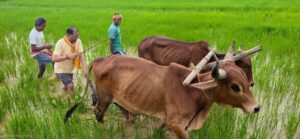 गृहग्राम बगिया में सुबह-सुबह खेत पहुंचे मुख्यमंत्री, बैलों के साथ हल चलाकर की बियासी