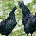 Ayam Cemani: काले रंग की इस मुर्गी के लिए लोग खर्च करते हैं बड़ी रकम, जानिए इसकी खासियत