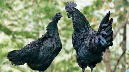 Ayam Cemani: काले रंग की इस मुर्गी के लिए लोग खर्च करते हैं बड़ी रकम, जानिए इसकी खासियत