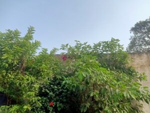 छत्तीसगढ़ में फिर बदलेगा मौसम: 30 जिलों में बारिश के साथ बिजली गिरने की चेतावनी
