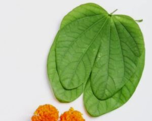 Dussehra 2026: दशहरे पर सोना पत्ती क्यों बांटी जाती है? जानिए परंपरा, धार्मिक मान्यता और खुशहाली से जुड़े उपाय