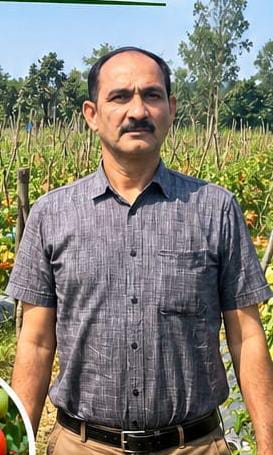 उन्नत टमाटर की खेती से शाहिद की मेहनत लाई रंग, 2 एकड़ में कमाए 1.20 लाख रुपये