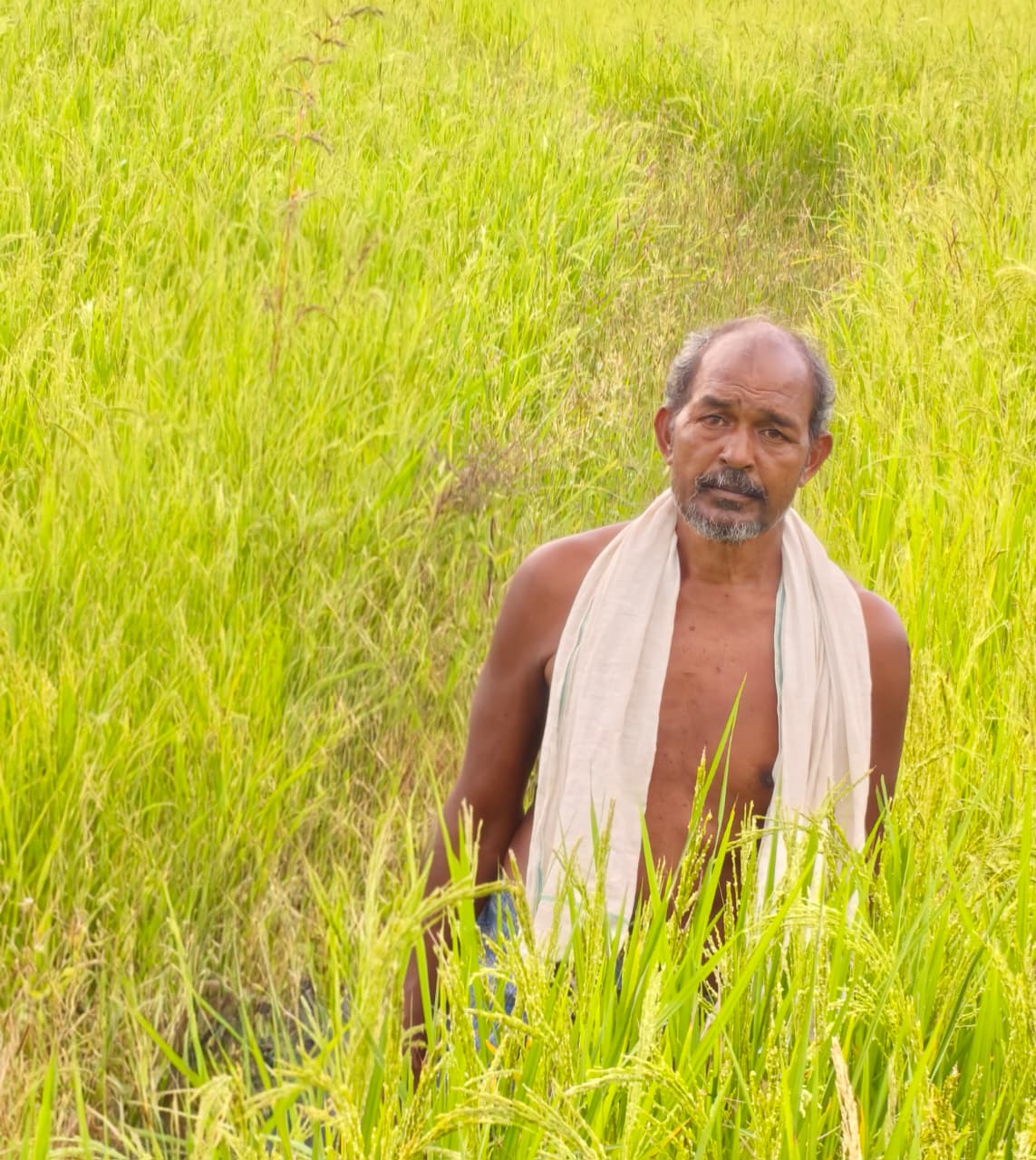सेवा संकल्प अभियान-2026 : कृषक उन्नति योजना से शंकर प्रसाद की खेती को मिलेगा आर्थिक संबल, तीन एकड़ में सुगंधित धान की खेती पर मिलेंगे 45 हजार रुपये