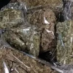 मिर्च के नीचे टेप से लिपटे थे गांजे के 440 पैकेट, 2.20 करोड़ का माल जब्त