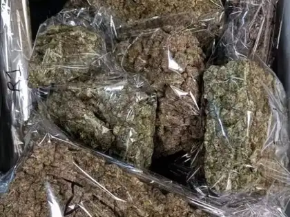 मिर्च के नीचे टेप से लिपटे थे गांजे के 440 पैकेट, 2.20 करोड़ का माल जब्त