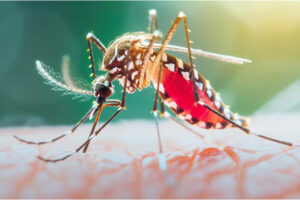 डेंगू की देरी से पहचान बन रही जानलेवा: अस्पताल पहुंचने के 24 घंटे में एक तिहाई मरीजों की मौत